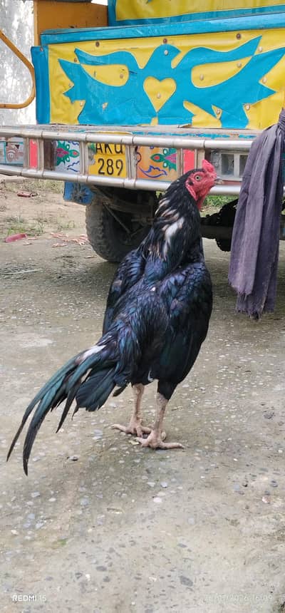 aseel mainwali muskha
