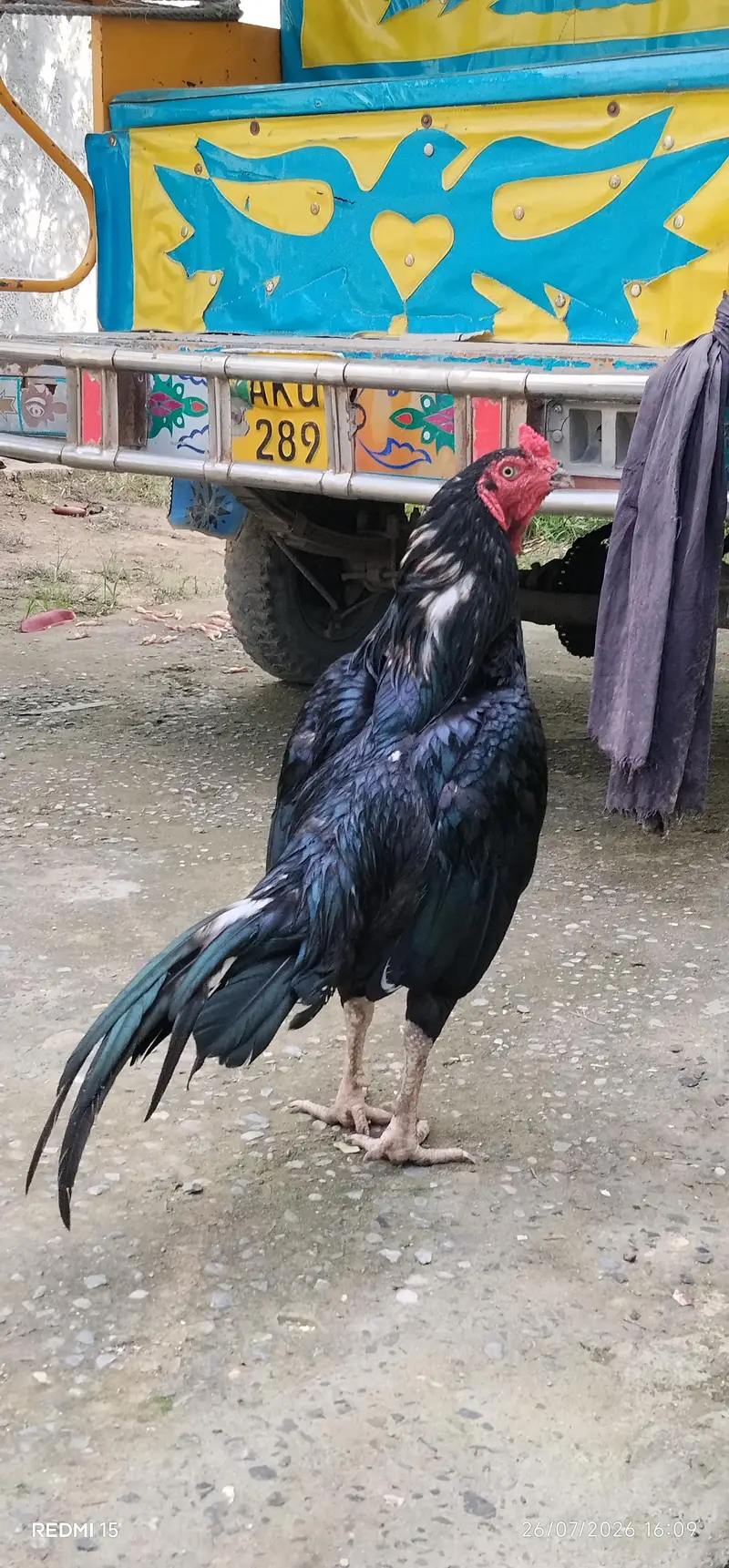 aseel mainwali muskha — photo 2