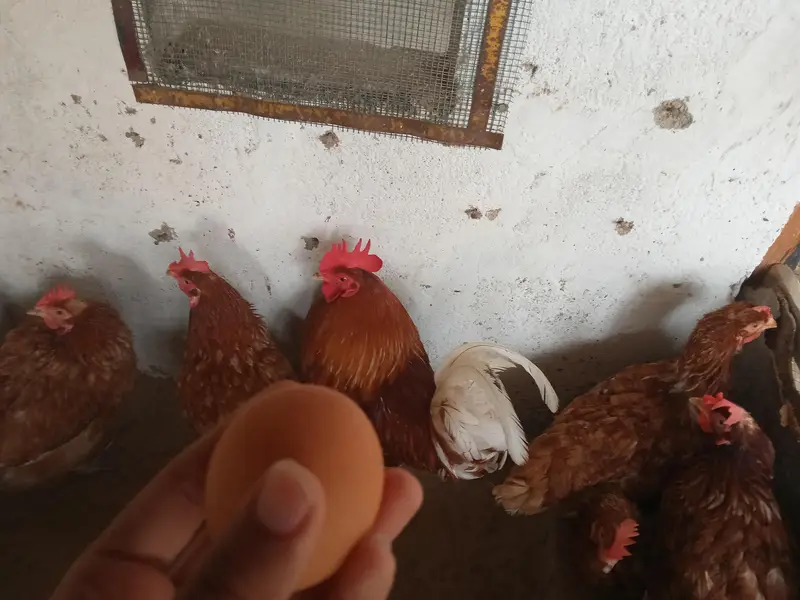 egg  — photo 2