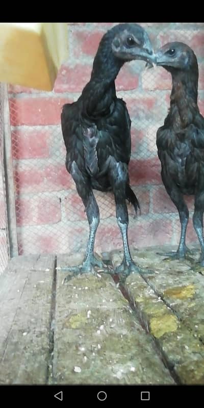 Black dragon pair (exchange possible with white shamo hen) 03206826610