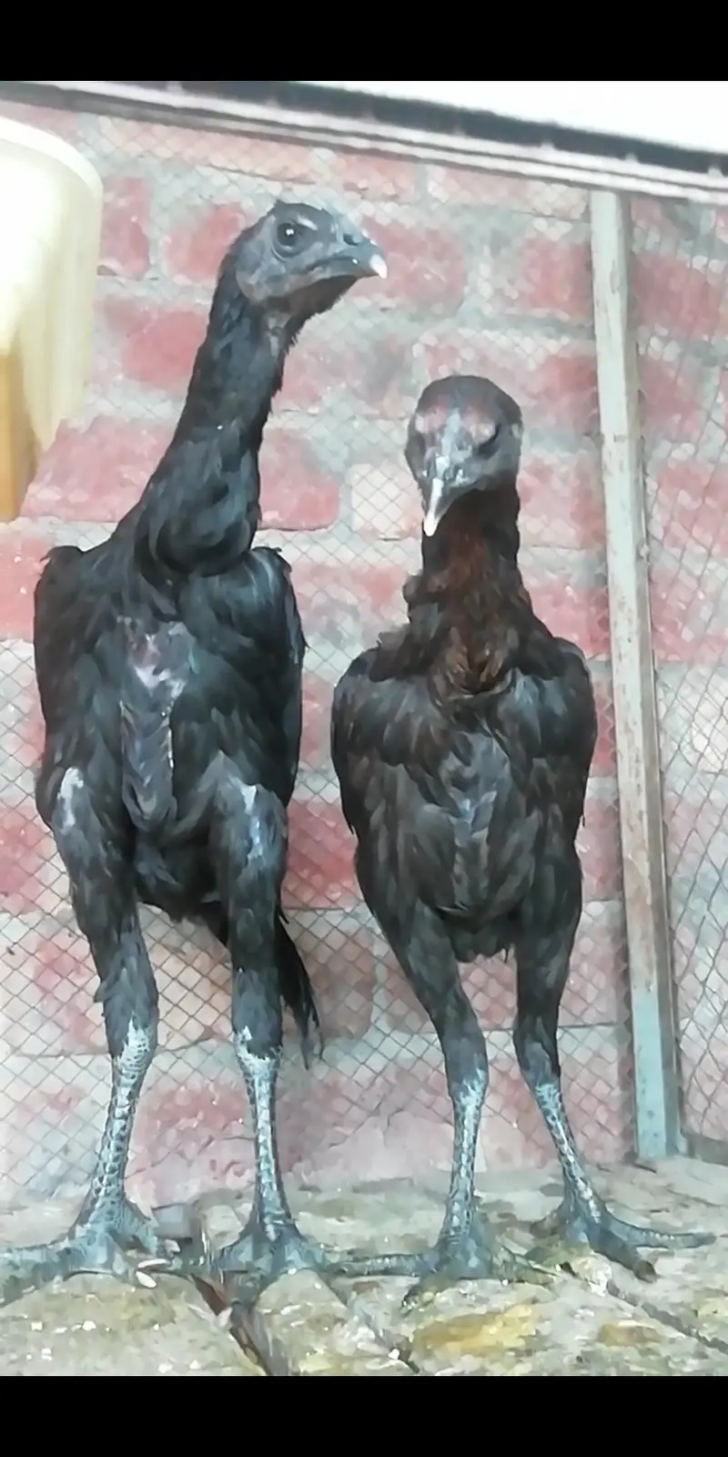 Black dragon pair (exchange possible with white shamo hen) 03206826610 — photo 2