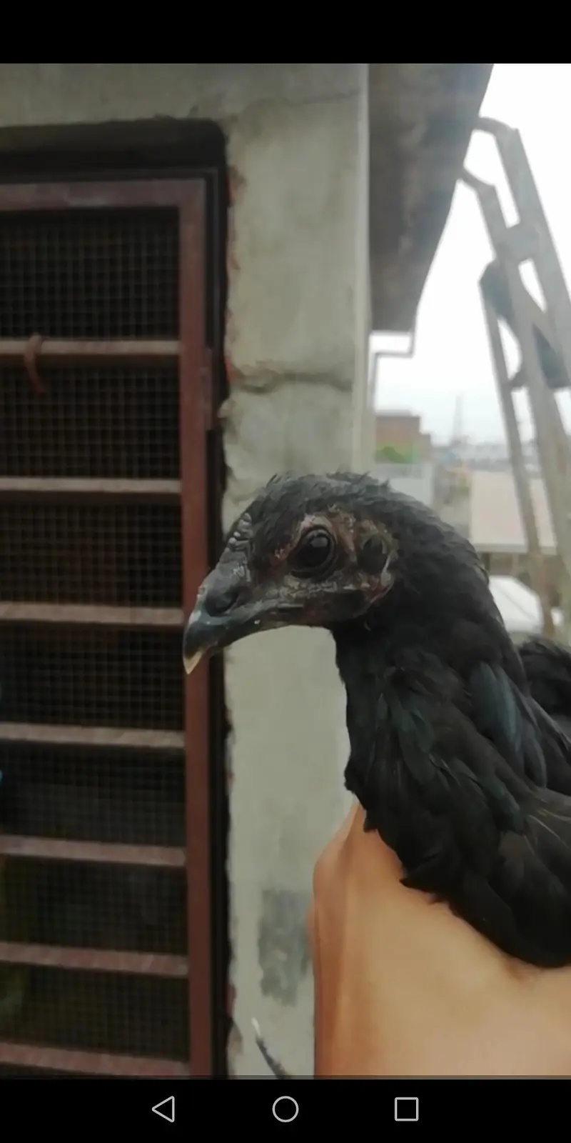 Black dragon pair (exchange possible with white shamo hen) 03206826610 — photo 3