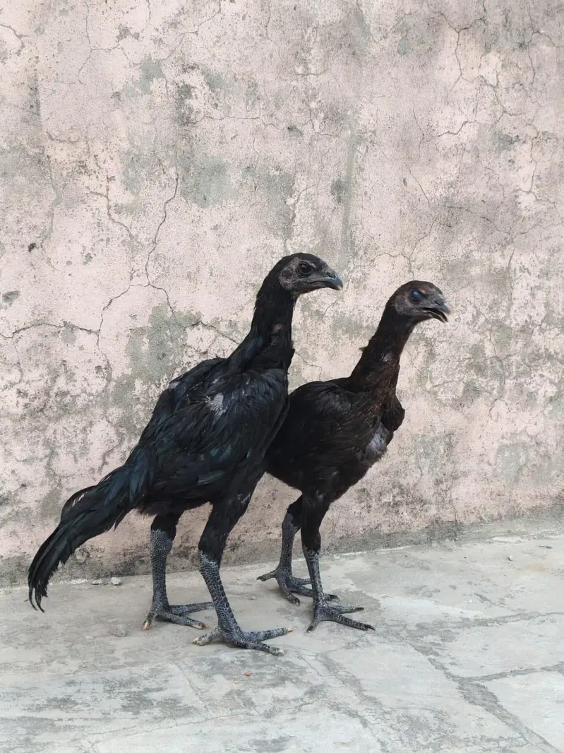 Black dragon pair (exchange possible with white shamo hen) 03206826610 — photo 4