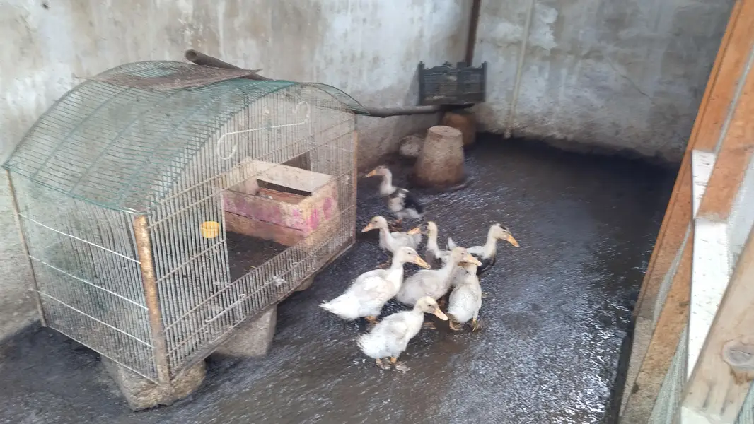 duckling — photo 2