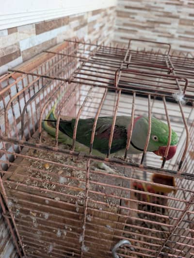 kashmiri raw male breeder parrot