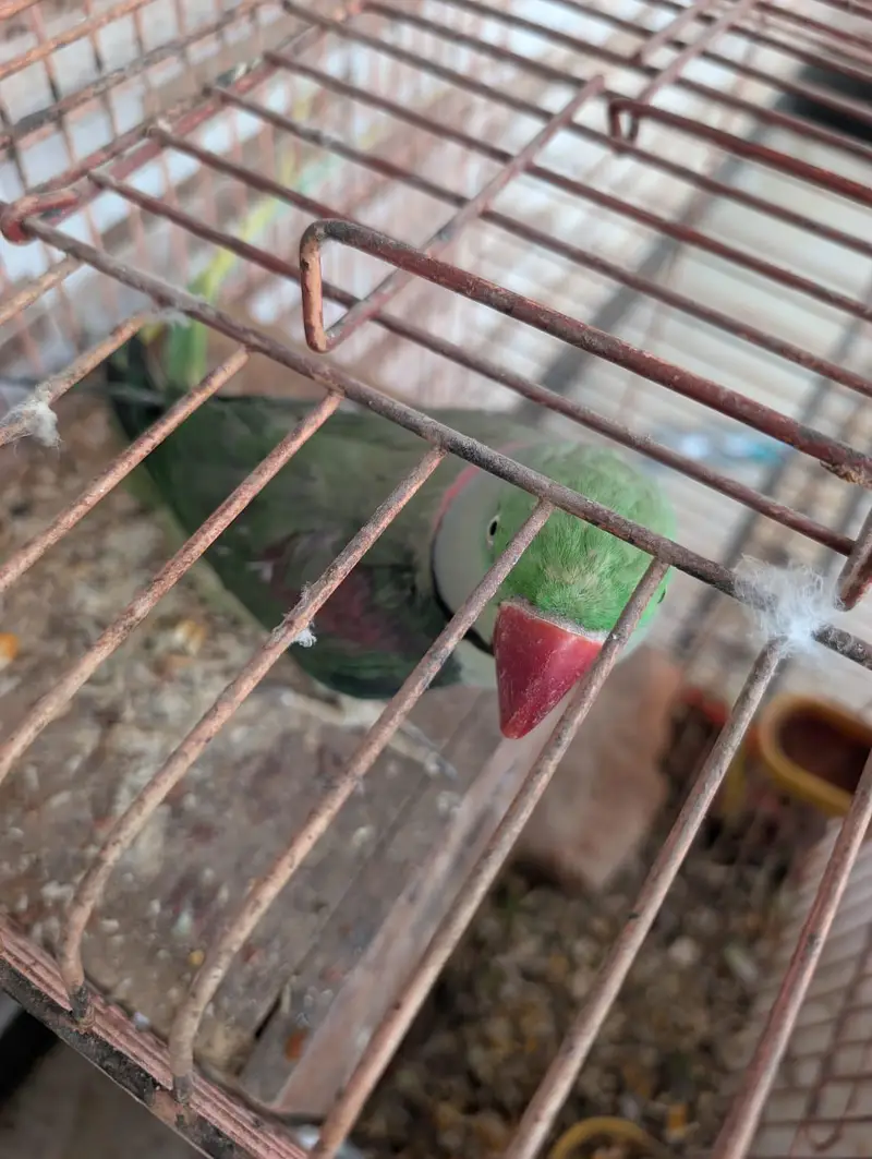 kashmiri raw male breeder parrot — photo 2