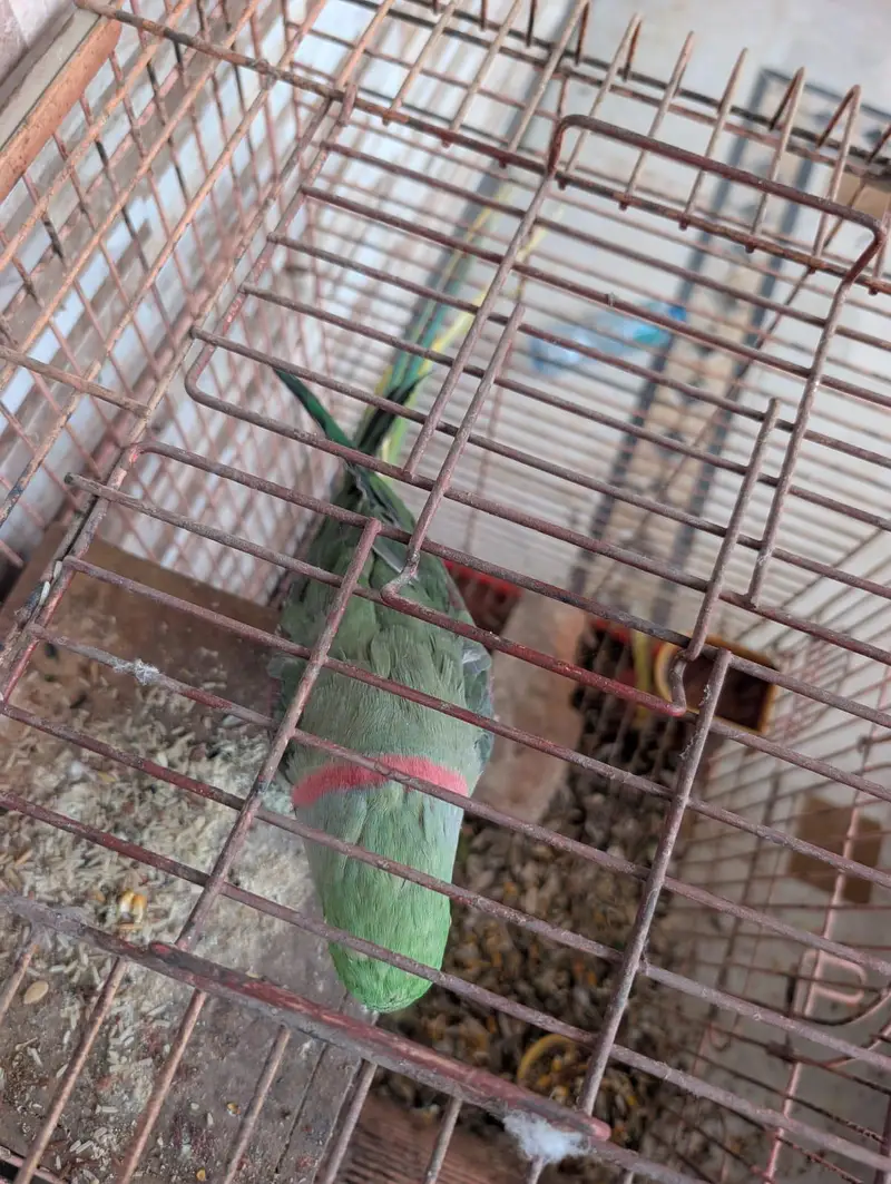 kashmiri raw male breeder parrot — photo 3