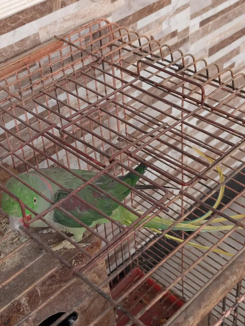 kashmiri raw male breeder parrot — photo 4