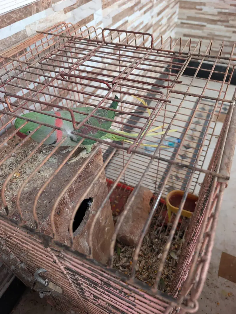 kashmiri raw male breeder parrot — photo 5
