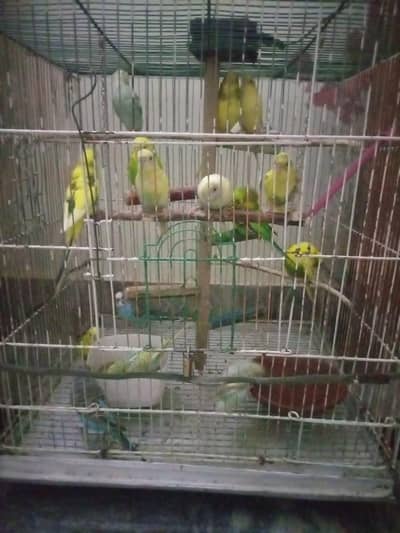 ​16 Healthy Budgies Parrots - Breeder Pairs & Chicks For Sale