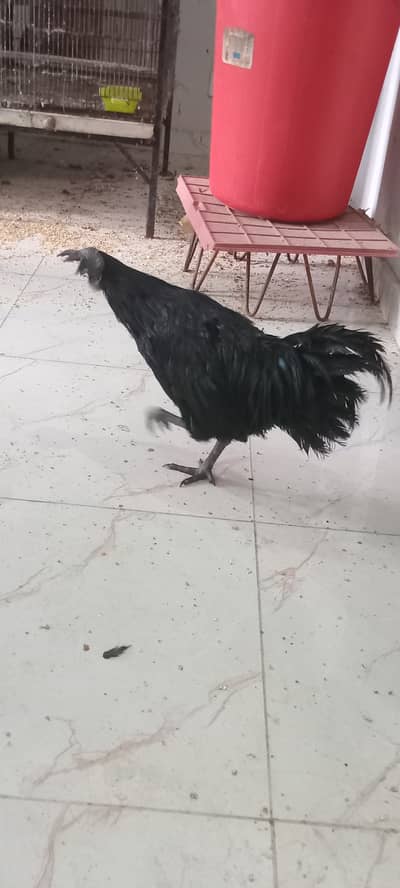 Ayam cermani, pure breed, grey tounge. Black meat