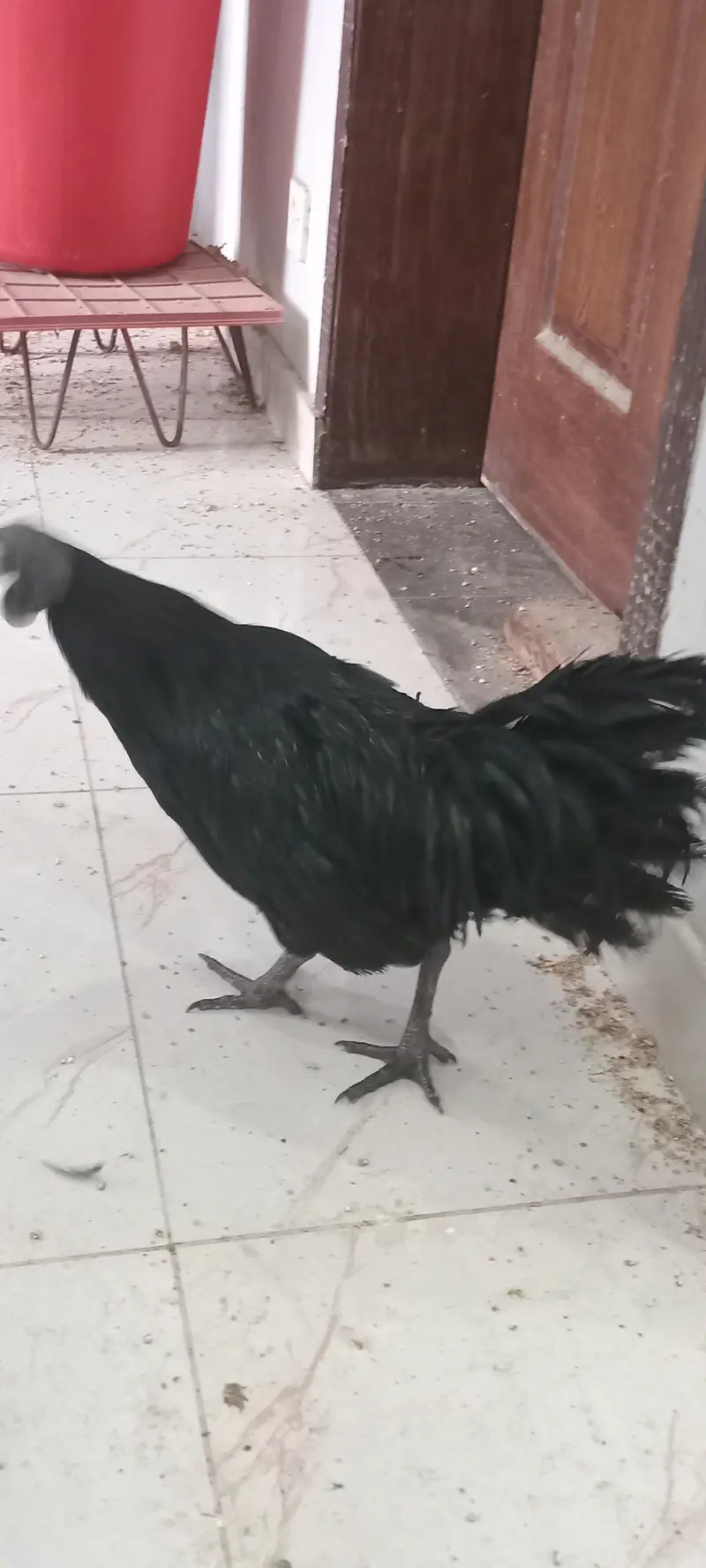 Ayam cermani, pure breed, grey tounge. Black meat — photo 2