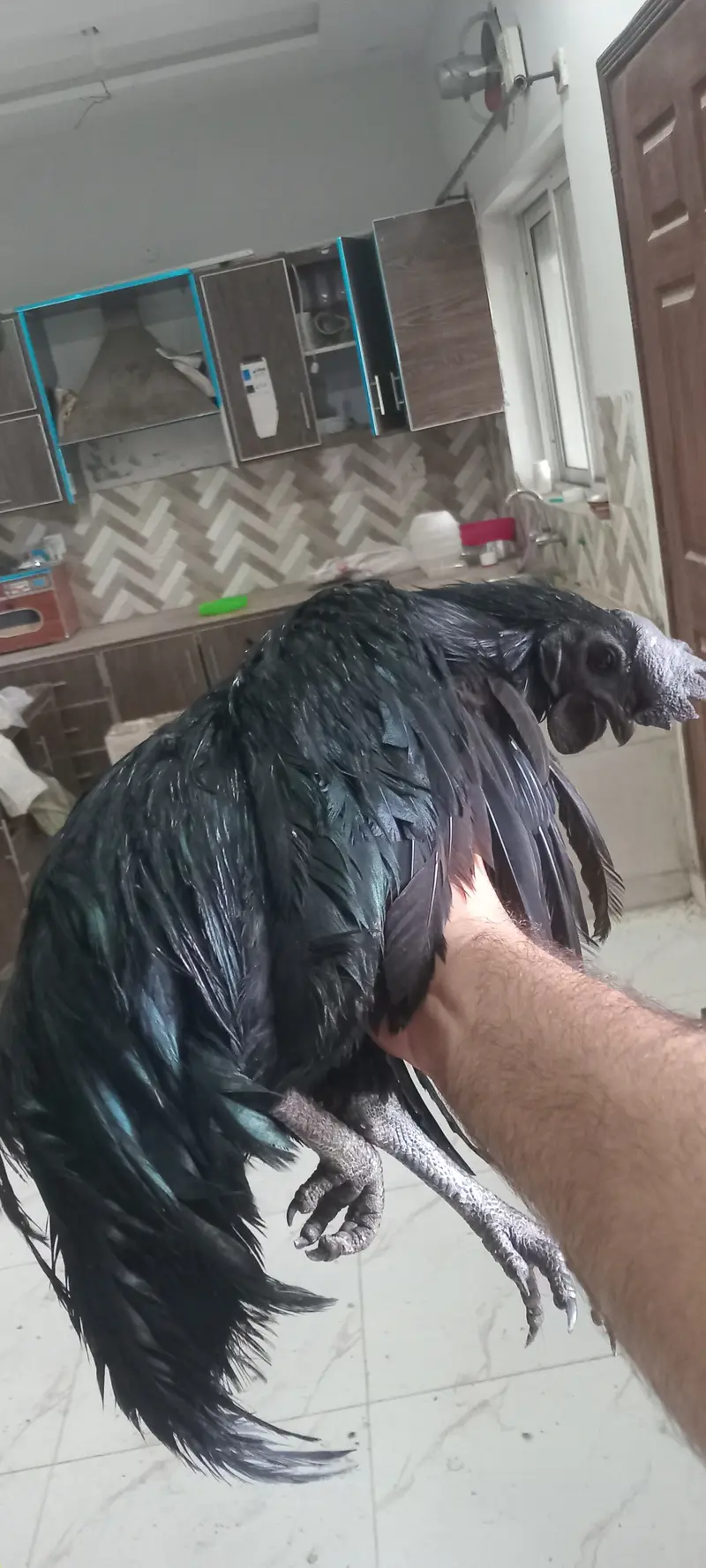Ayam cermani, pure breed, grey tounge. Black meat — photo 3