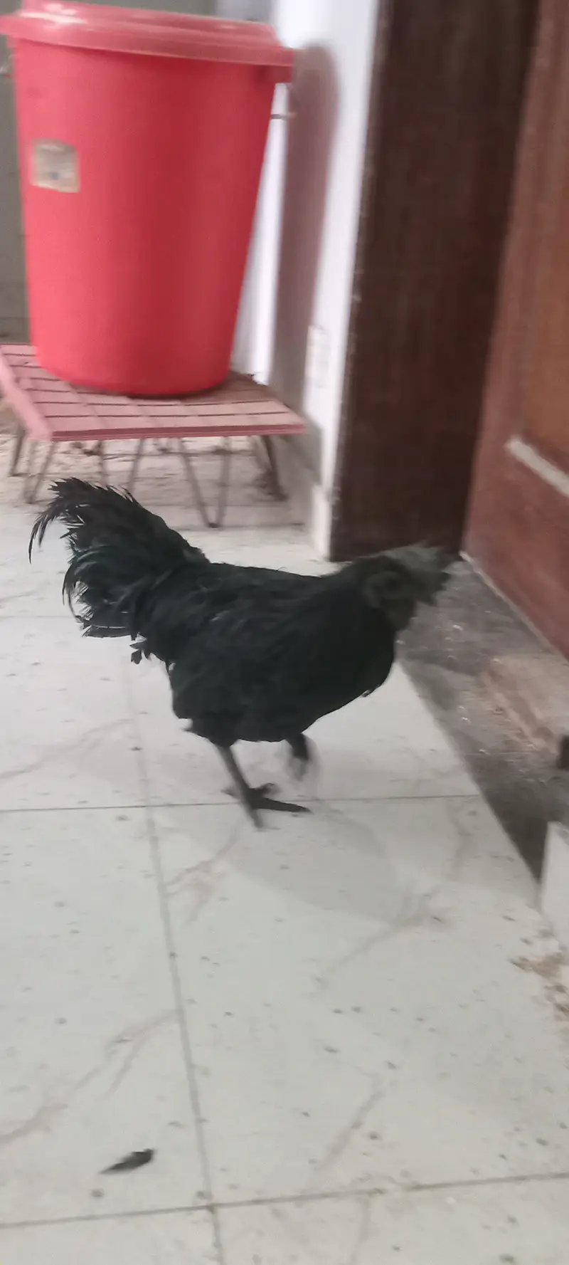 Ayam cermani, pure breed, grey tounge. Black meat — photo 4