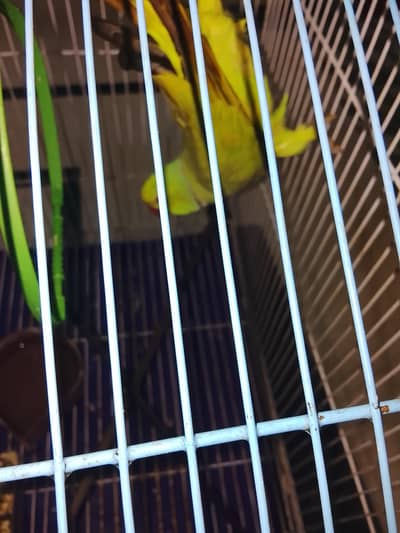 Family parrot with Cage