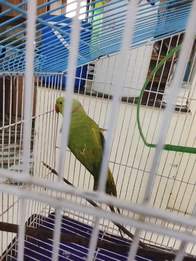 Family parrot with Cage — photo 2