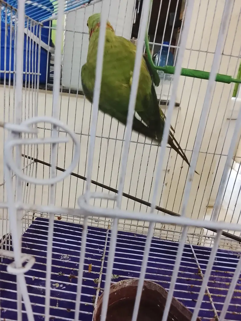 Family parrot with Cage — photo 3