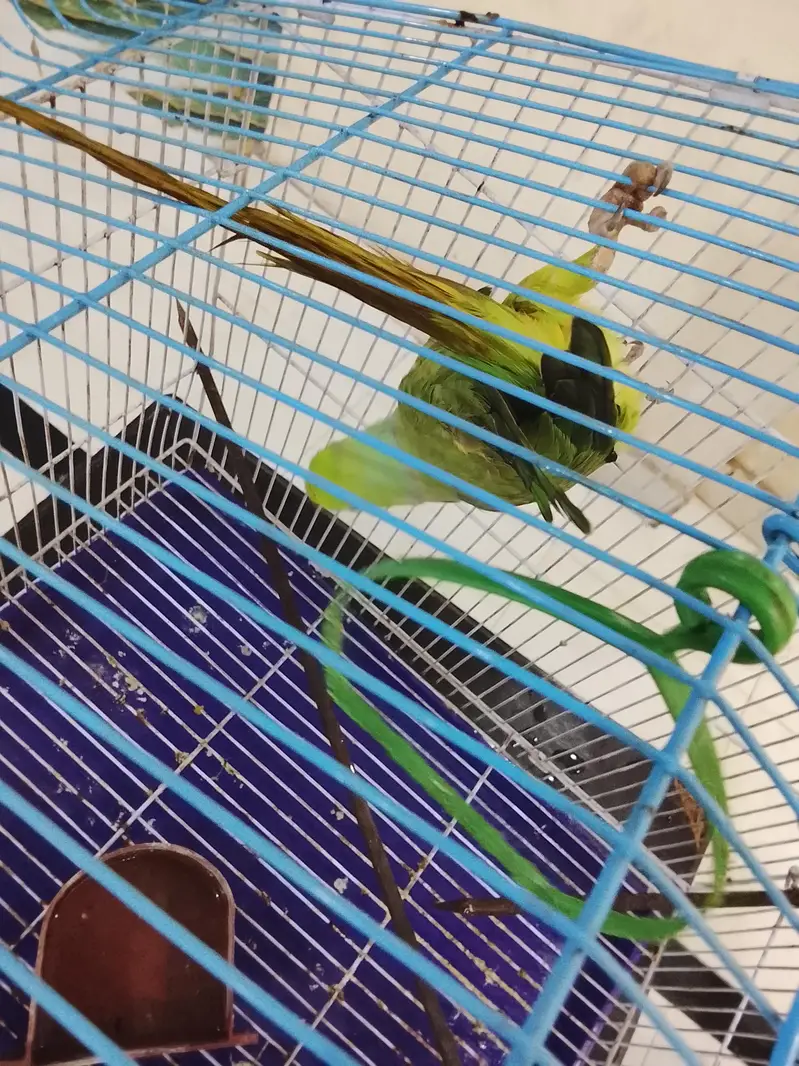 Family parrot with Cage — photo 4