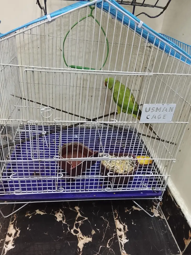 Family parrot with Cage — photo 5