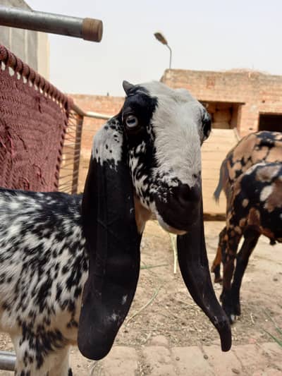 bakri for sale