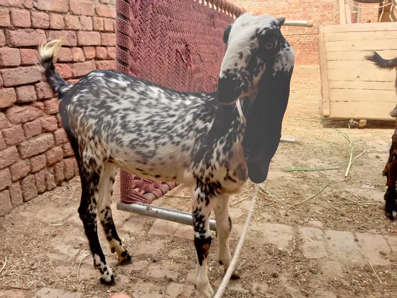 bakri for sale — photo 2