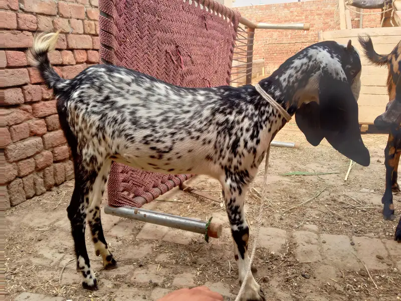 bakri for sale — photo 3