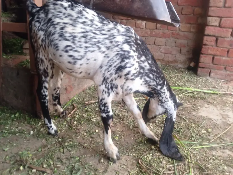 bakri for sale — photo 4