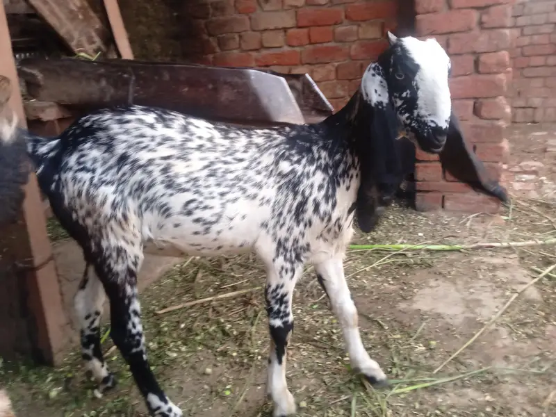 bakri for sale — photo 5