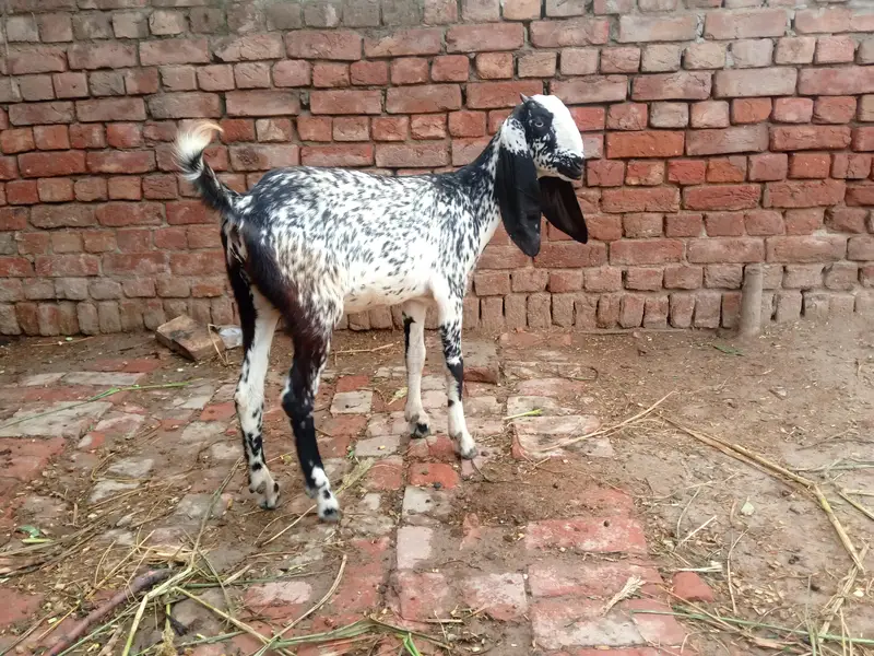 bakri for sale — photo 6