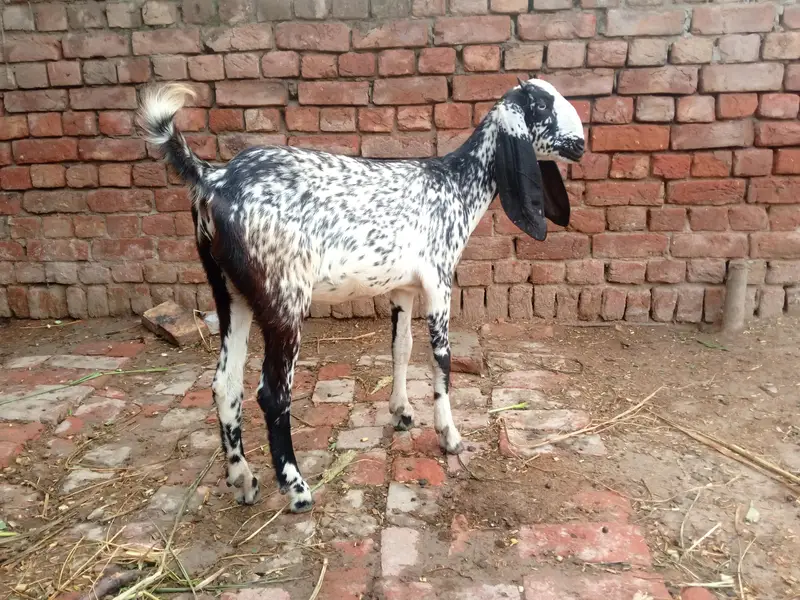 bakri for sale — photo 7