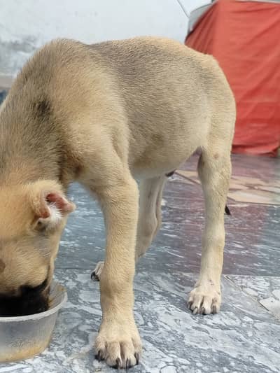 Imported kangal breed puppy for sale