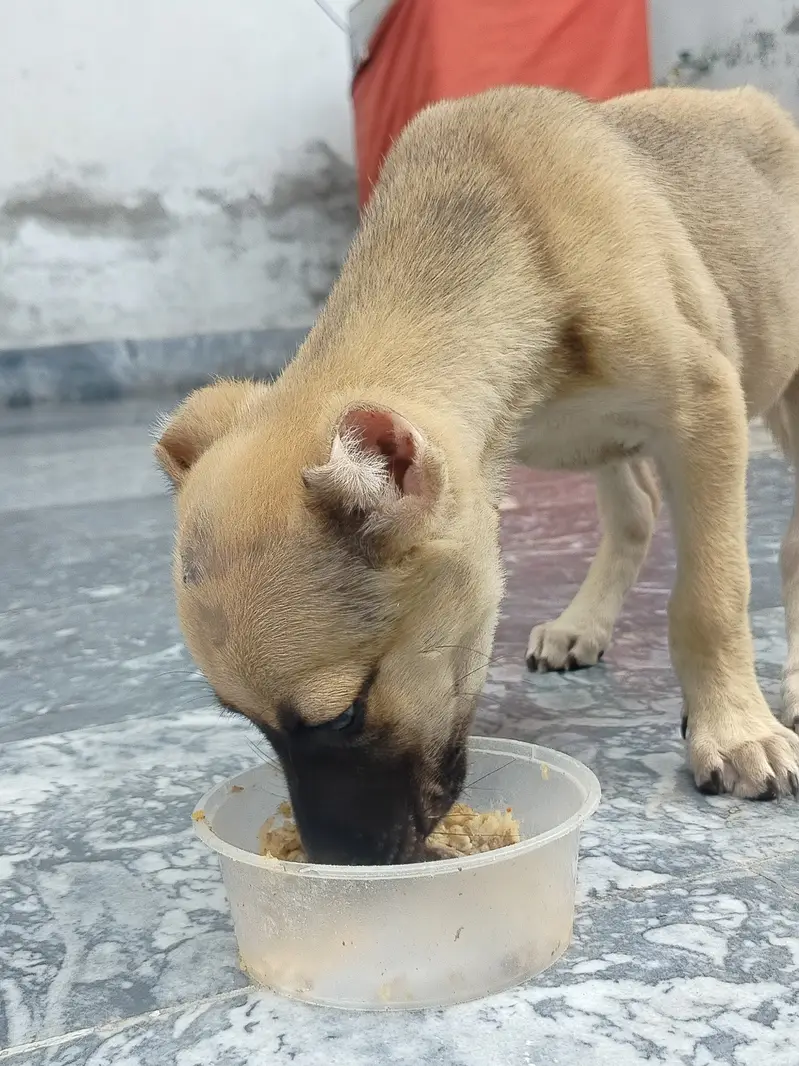 Imported kangal breed puppy for sale — photo 2