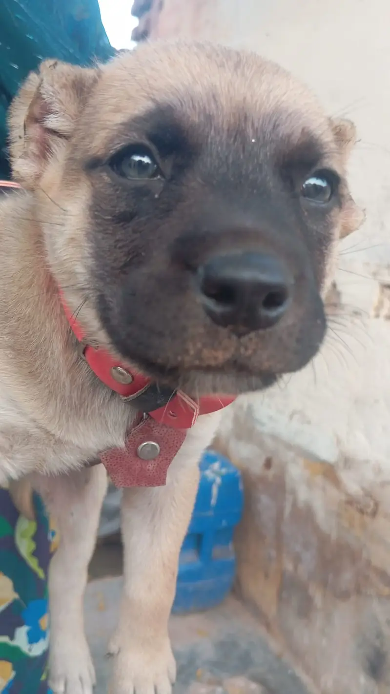 Imported kangal breed puppy for sale — photo 3