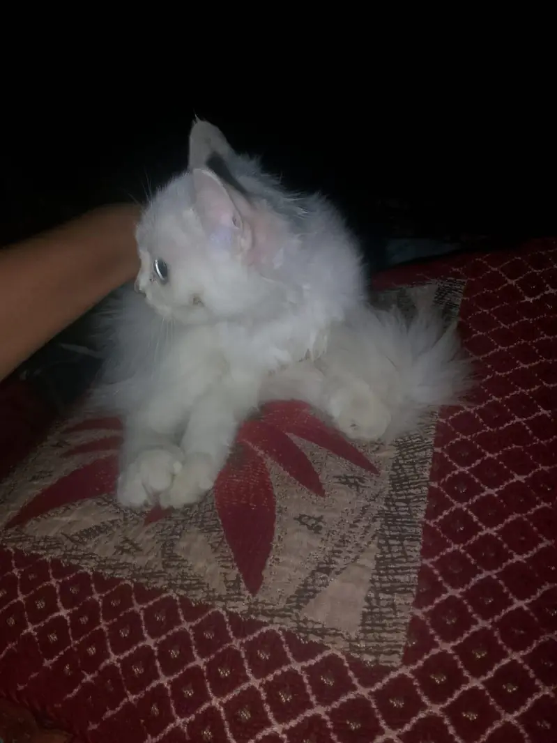 for sale 03271876815 Whatsapp — photo 2