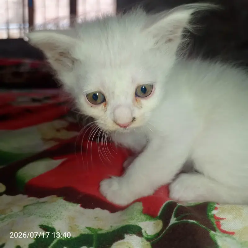 for sale 03271876815 Whatsapp — photo 3