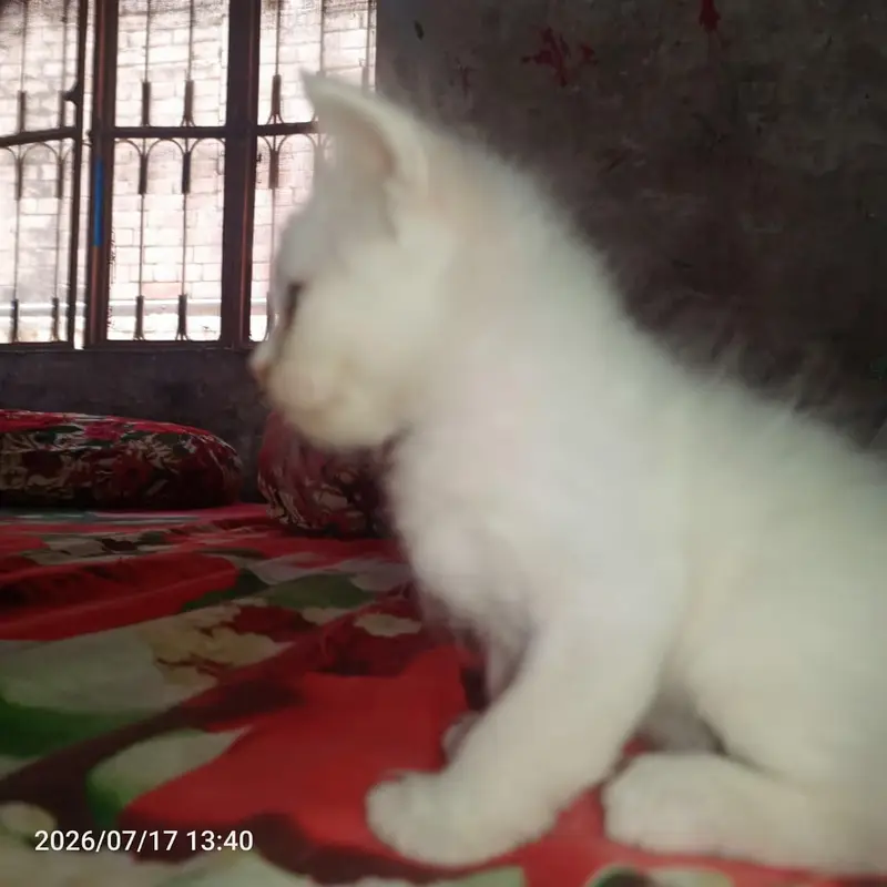 for sale 03271876815 Whatsapp — photo 4