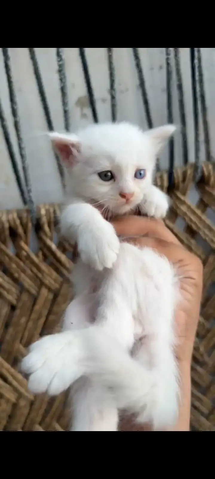 for sale 03271876815 Whatsapp — photo 5