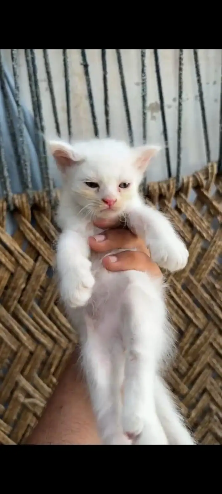 for sale 03271876815 Whatsapp — photo 6