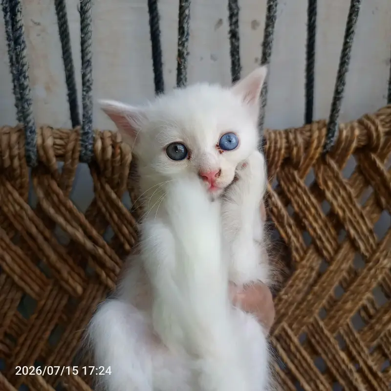 for sale 03271876815 Whatsapp — photo 7