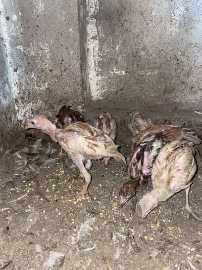 6 chiks thai cross available