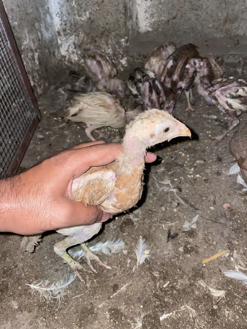 6 chiks thai cross available — photo 3
