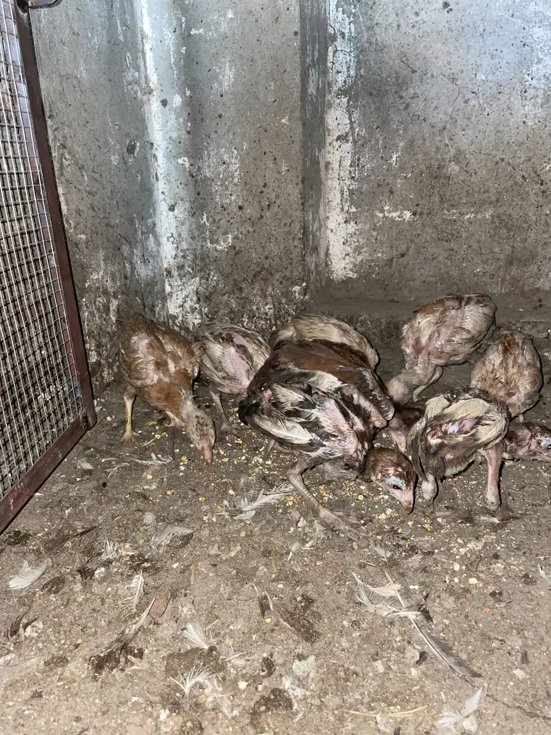 6 chiks thai cross available — photo 5
