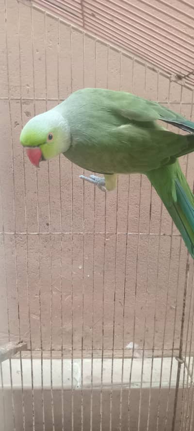 Ringneck male for sell breeding ka liy