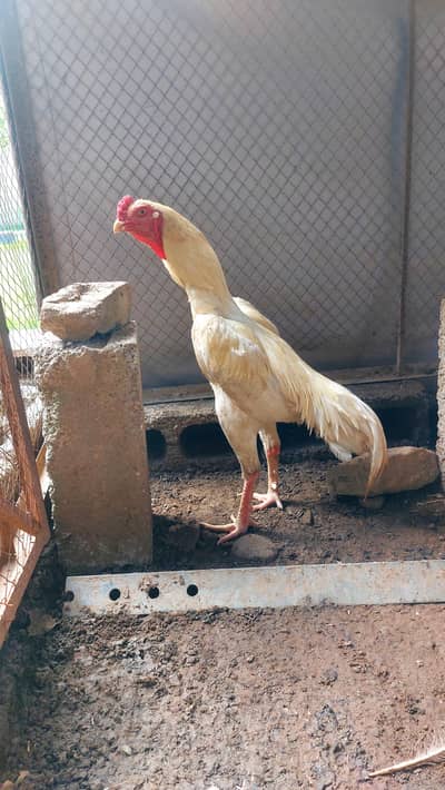 Beautiful White Shamo Pair With 1 Black Shamo Original
