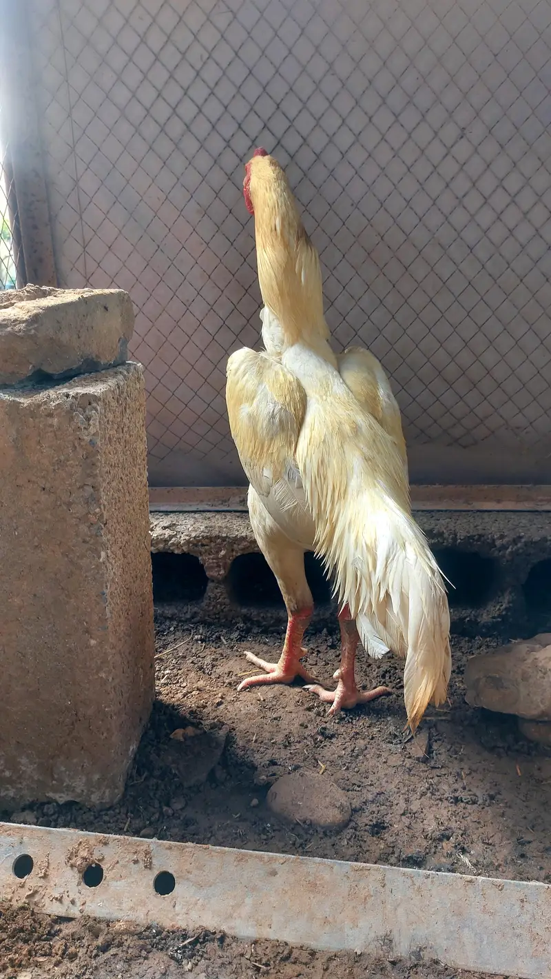Beautiful White Shamo Pair With 1 Black Shamo Original — photo 4