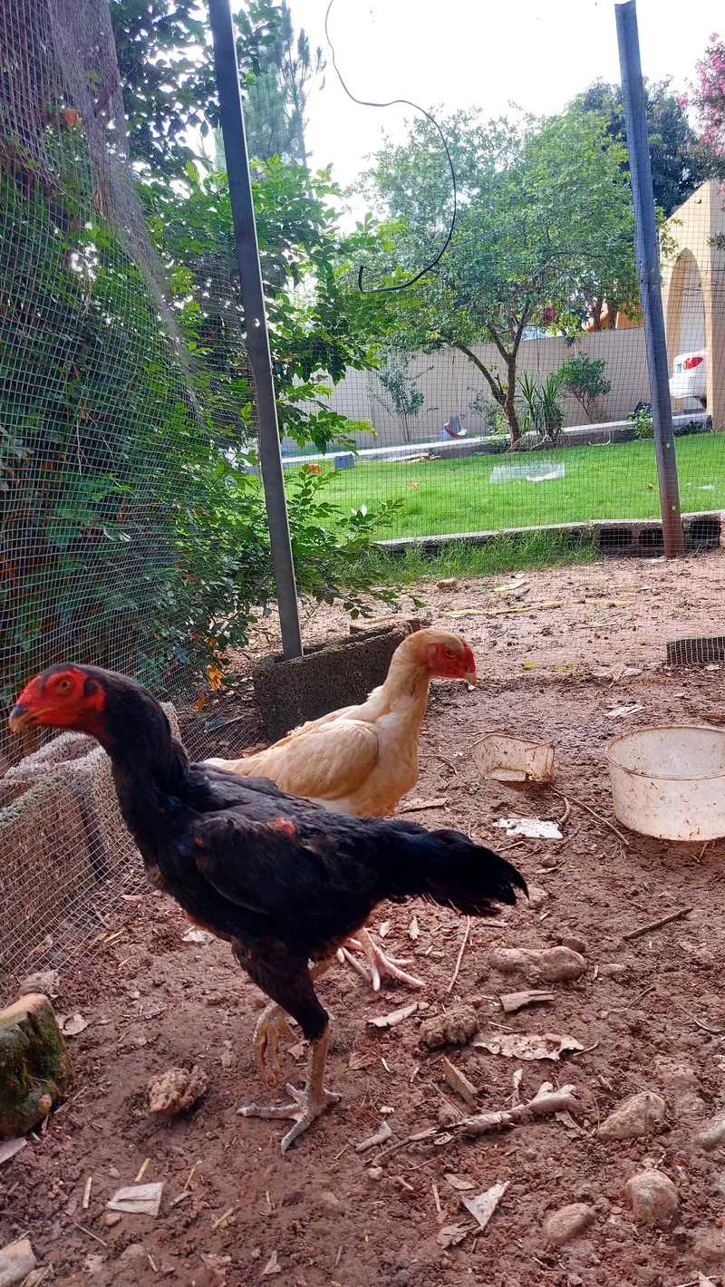 Beautiful White Shamo Pair With 1 Black Shamo Original — photo 8