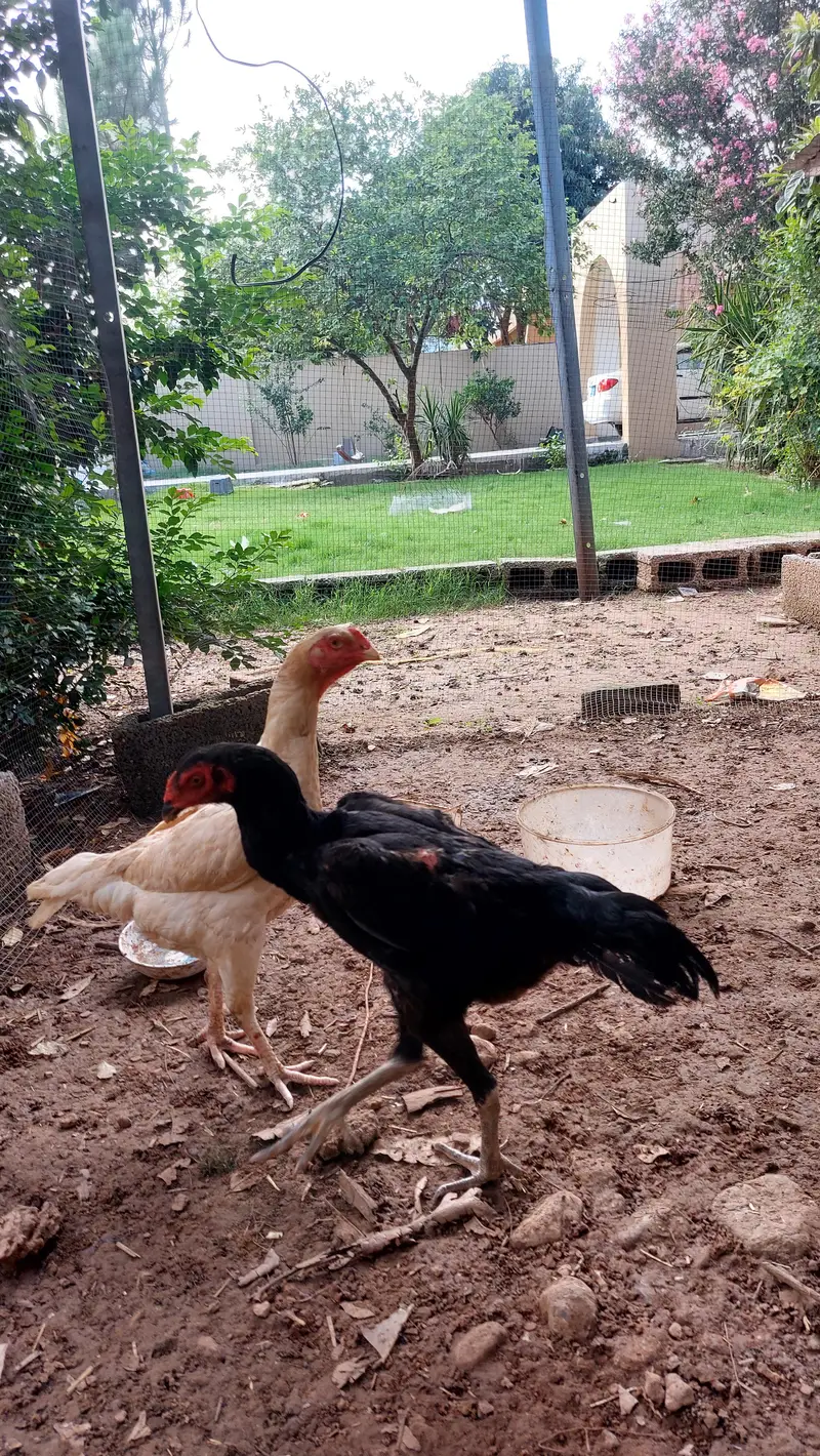 Beautiful White Shamo Pair With 1 Black Shamo Original — photo 9