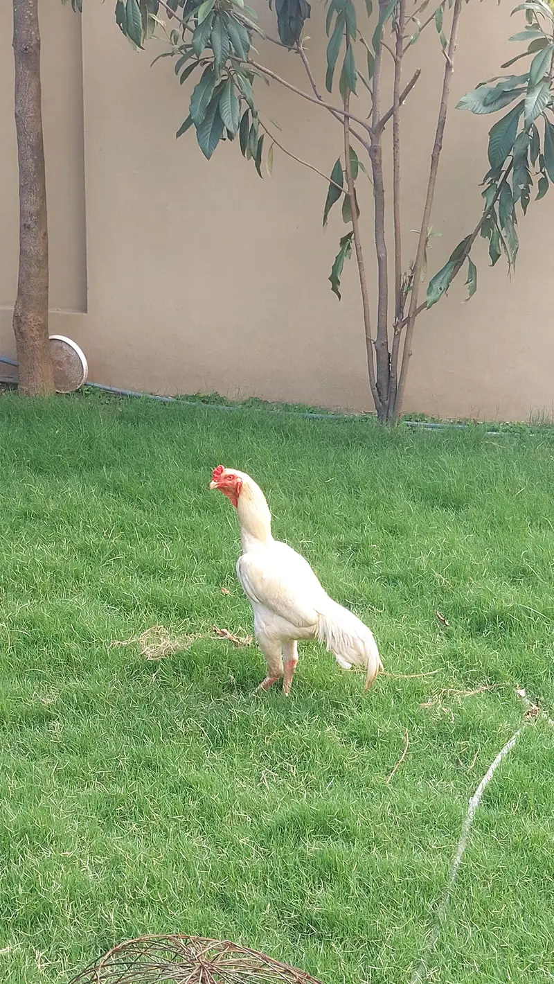 Beautiful White Shamo Pair With 1 Black Shamo Original — photo 12