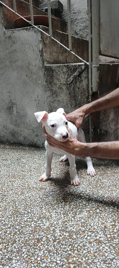 Pure Guhati Female Gultair Puppy