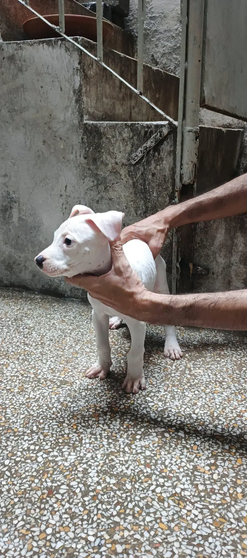 Pure Guhati Female Gultair Puppy — photo 2